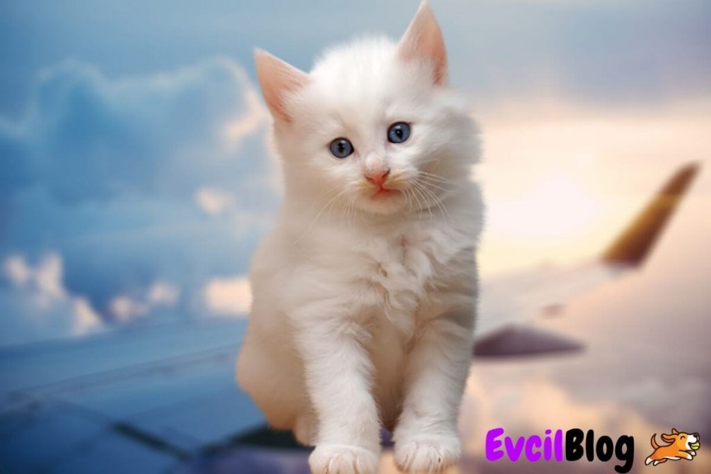 Kedi İle Uçak Yolculuğu Hakkında Herşey EvcilBlog