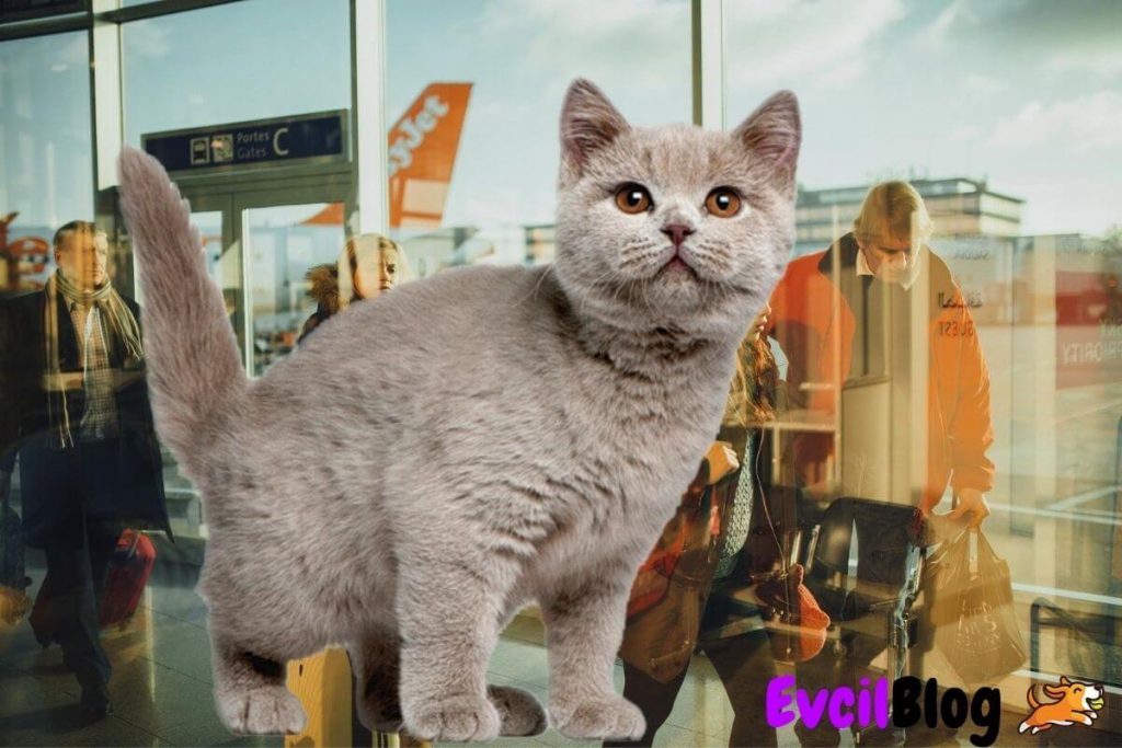 Kedi İle Uçak Yolculuğu Hakkında Herşey EvcilBlog