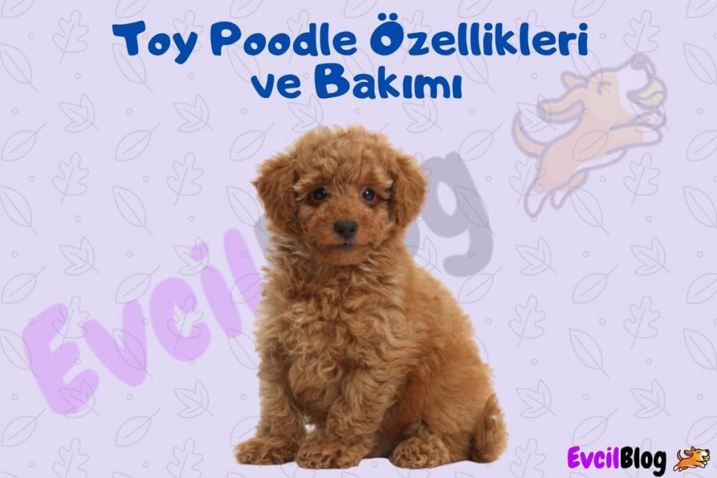 Toy Poodle Özellikleri ve Bakımı