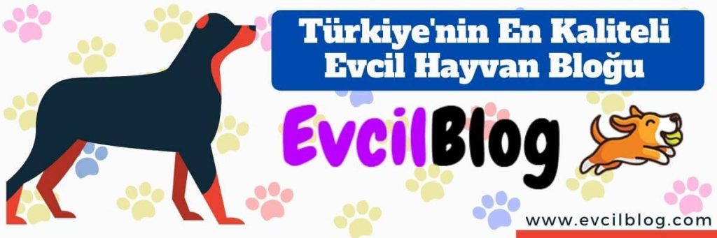 Türkiye'nin En Kaliteli Evcil Hayvan Bloğu Evcilblog.com