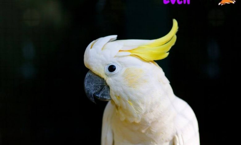 Kakadu Papagani Ozellikleri