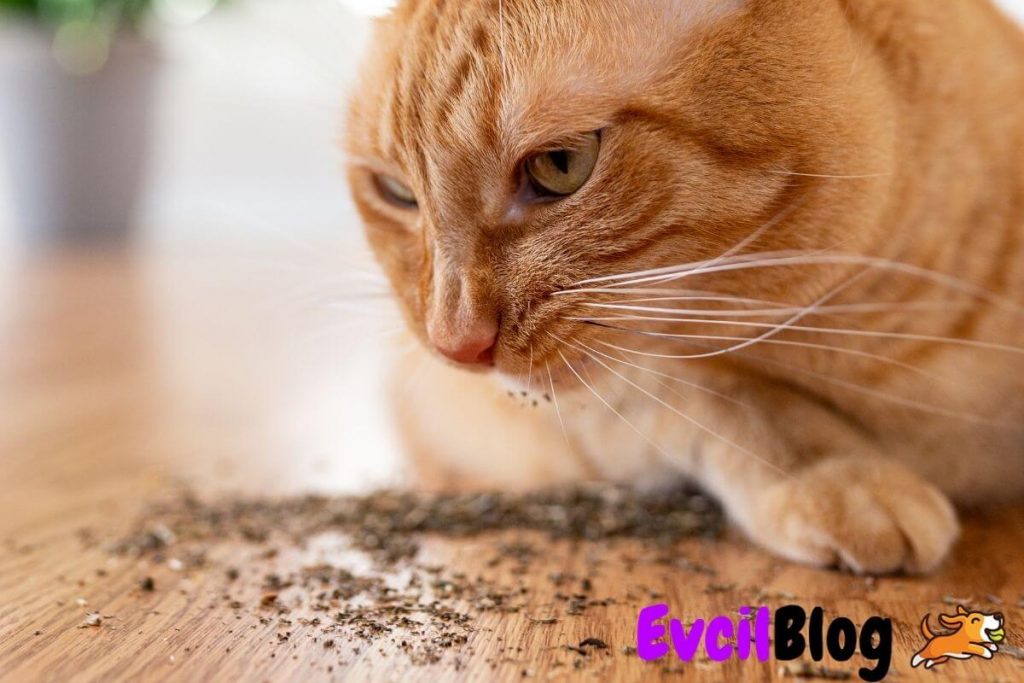 Kedi Nanesi Nedir? Zararlı Mı? (Catnip Nedir?) EvcilBlog