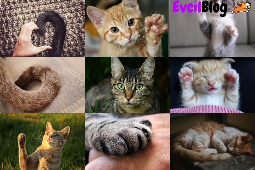 Kedilerde Vücut Dili Ve Anlamları EvcilBlog