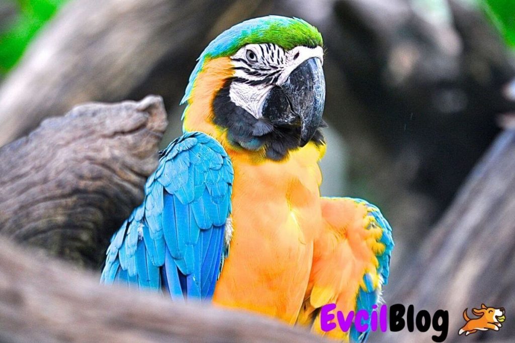 Macaw Papagani Bakimi