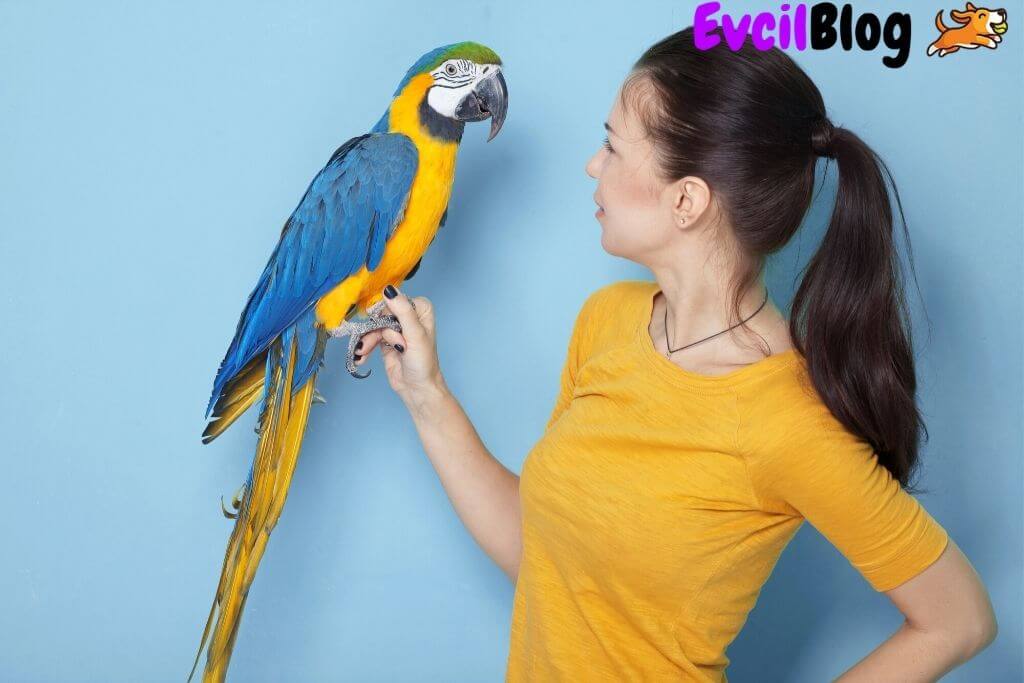 Macaw Papagani Genel Ozellikleri