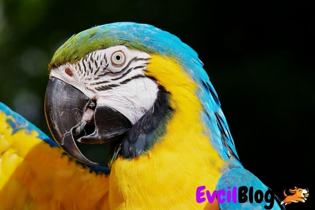 Macaw Papagani Hastaliklari