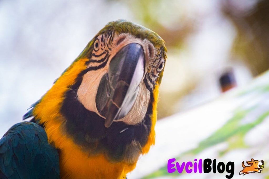 Macaw Papagani Neyle Beslenir