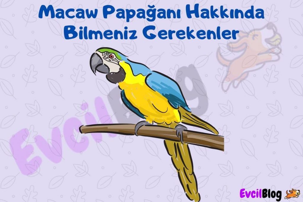 Macaw Papagani Ozellikleri ve Bakimi