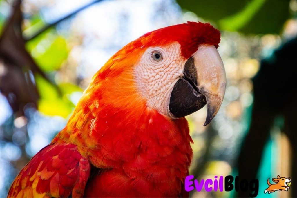Macaw Papagani Renkleri