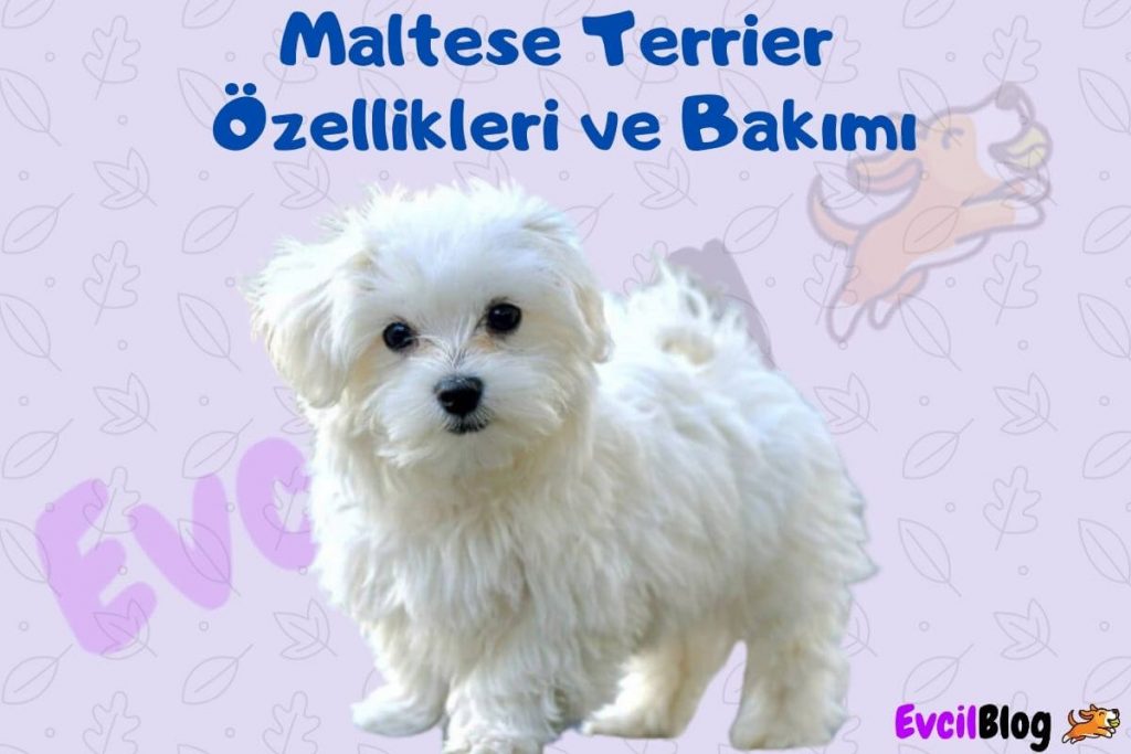 Maltese Terrier Ozellikleri ve Bakimi