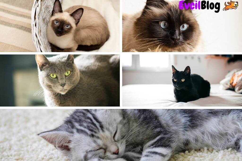 En Uzun Yaşayan 5 Kedi Irkı EvcilBlog