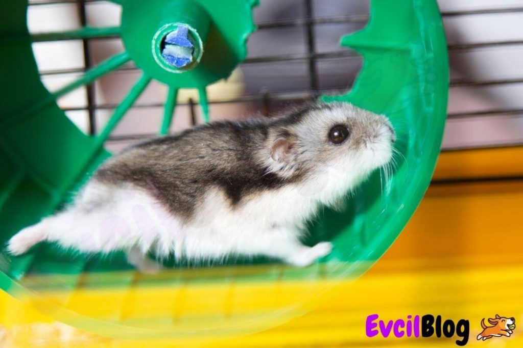 evde hamster beslemek isteyenler icin 8 ipucu evcilblog