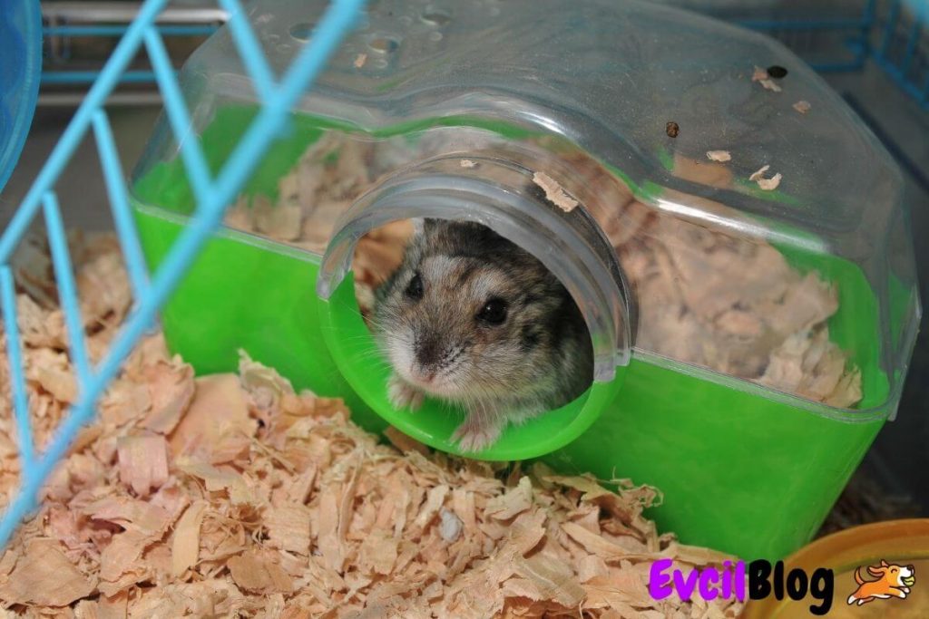 Hamster Kafesi Seçimi