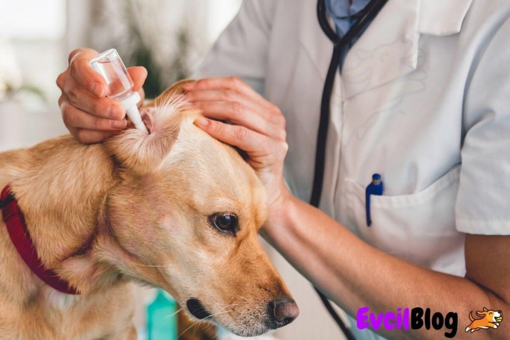 Köpek kulak rahatsızlıkları
