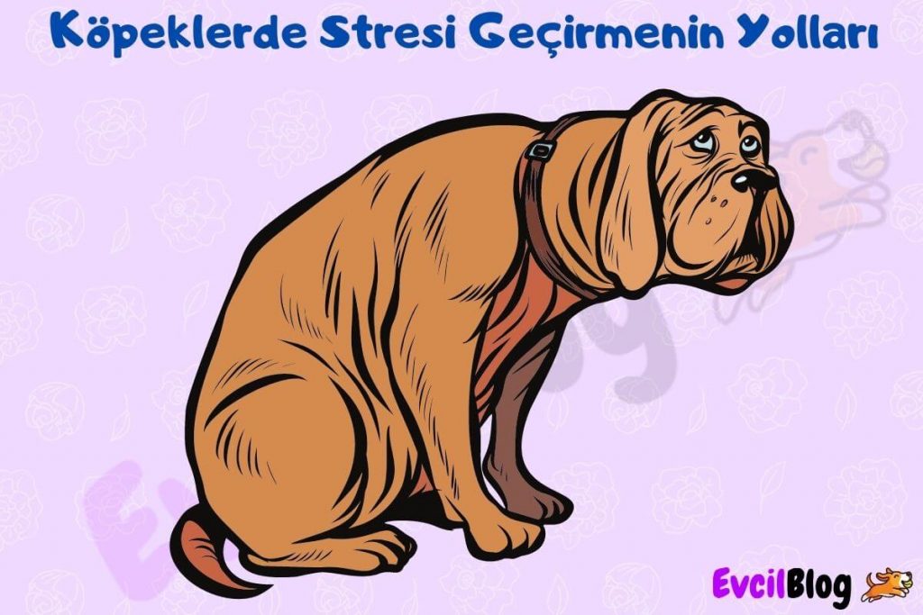 Köpeklerde stres belirtileri