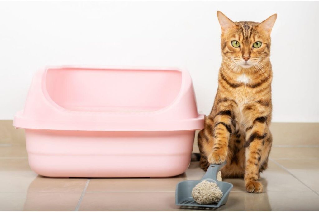 kedi nasil tuvalete alistirilir